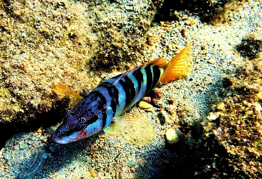 25 - 26 Ağustos Dalyan