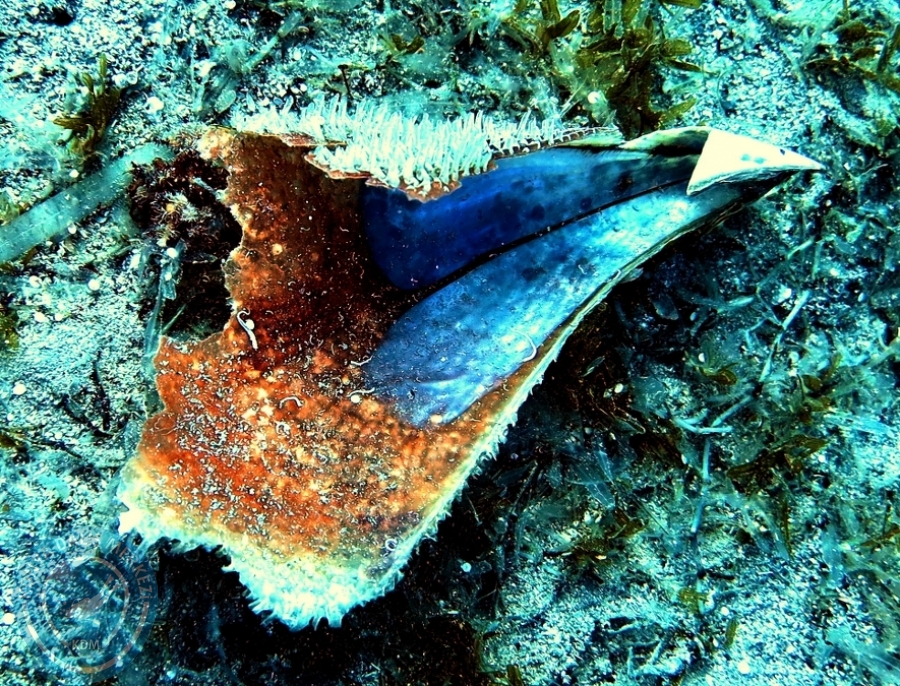 25 - 26 Ağustos Dalyan