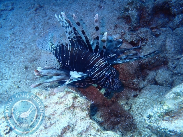 25-26 Mayıs Kaş