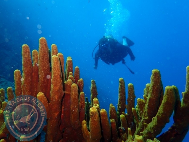 26-27 Eylül SELİMİYE