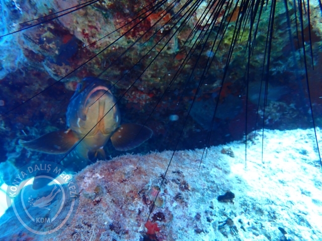 27-28 Ağustos Kaş
