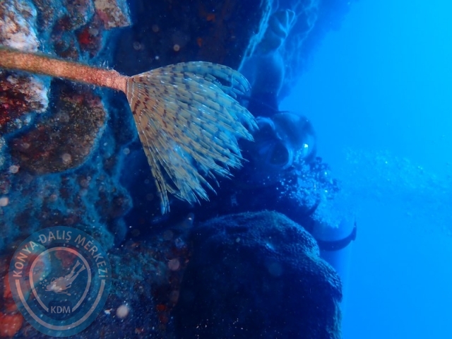 27-28 Eylül Bodrum