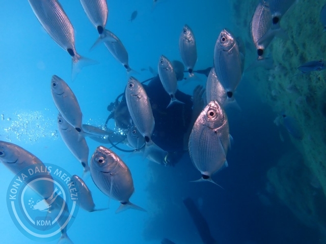 27-28 Haziran ALANYA