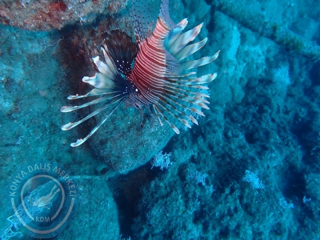 28-29 Haziran ALANYA