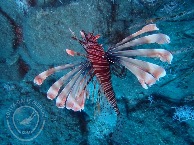 28-29 Haziran ALANYA