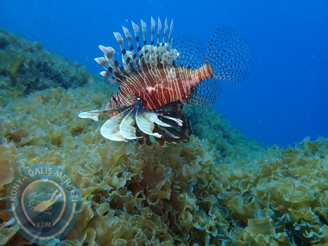 28-29 Mayıs Kaş