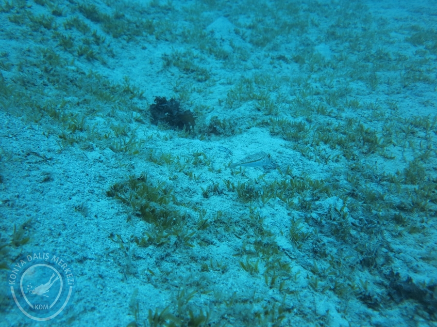 28-29 Temmuz KAŞ