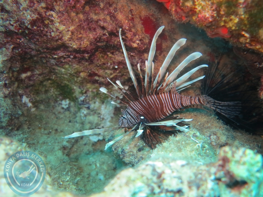 28-29 Temmuz KAŞ