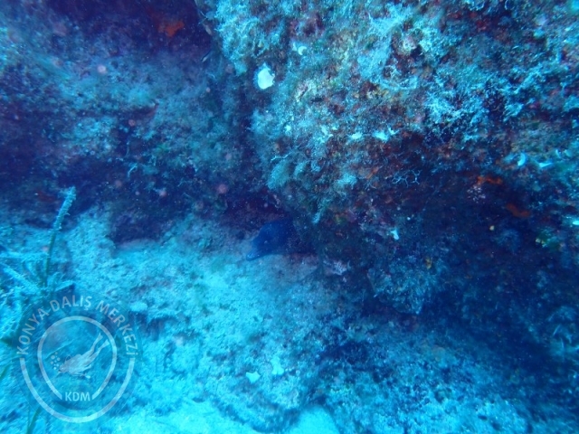 29-30 Haziran Karaburun