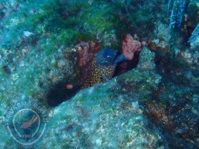 29-30 Haziran Karaburun