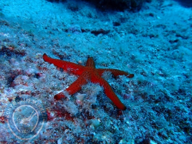 29-30 Haziran Karaburun
