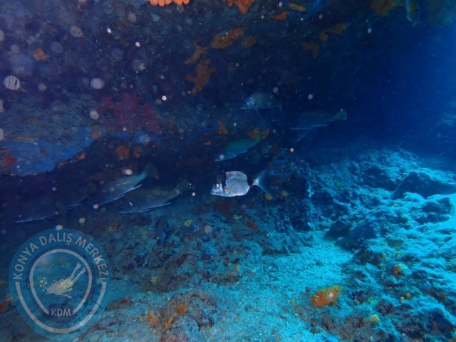 29-30 Haziran Karaburun