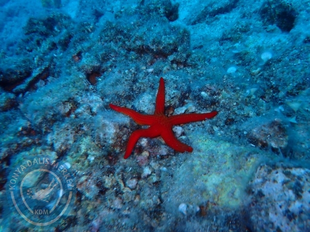 29-30 Haziran Karaburun