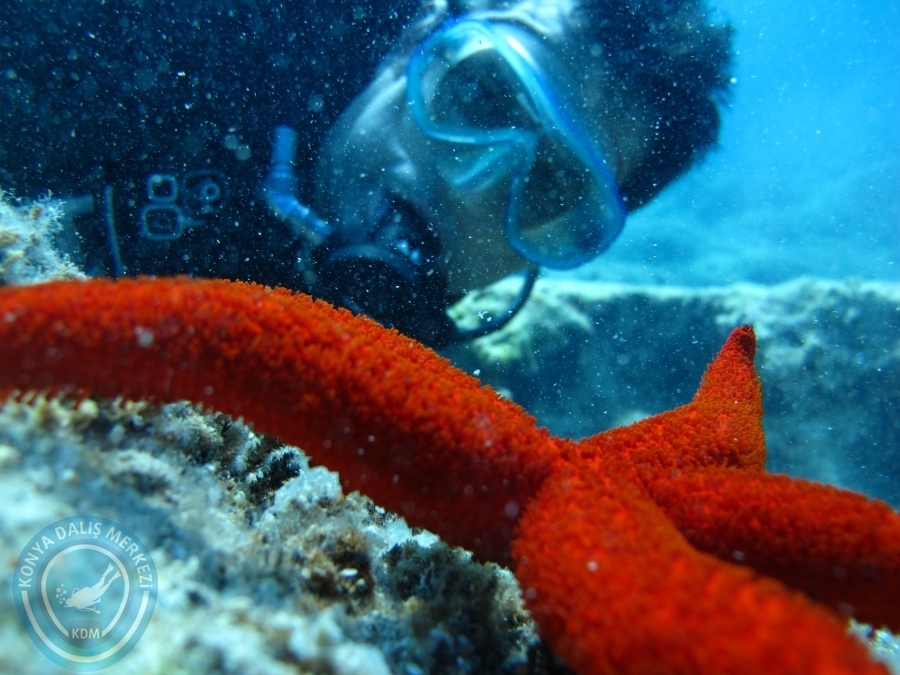 5-6 Temmuz 2014 Dalyan Dalışı