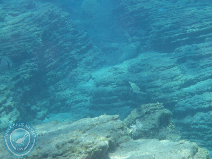 5-6 Temmuz 2014 Dalyan Dalışı